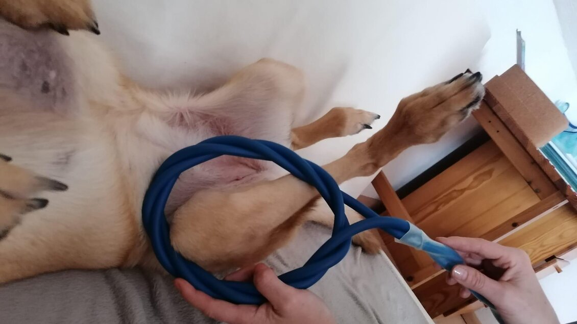 Ein Hund liegt entspannt auf dem Rücken, während eine Person ein blaues Halsband hält. Die Umgebung ist hell und gemütlich. | © Maria Ulrich