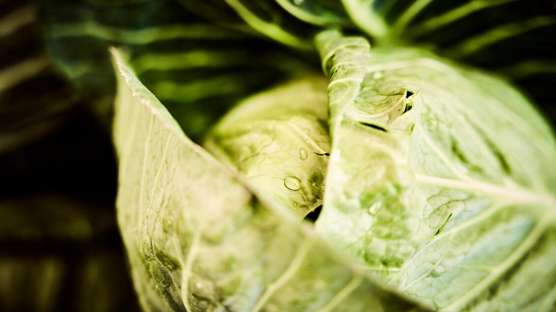 Biologisches und saisonales Gemüse aus Rottenmann