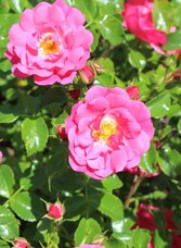Symbolfoto_Rosen | © TVB Ausseerland - Salzkammergut_Viola Lechner | © TVB Ausseerland - Salzkammergut_Viola Lechner