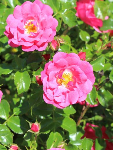 Symbolfoto_Rosen | © TVB Ausseerland - Salzkammergut_Viola Lechner