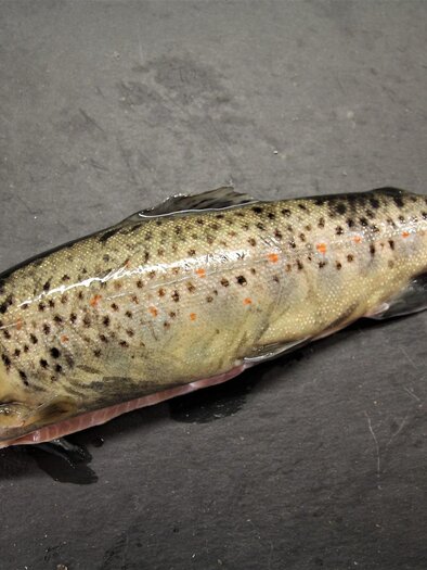 Mentz-Forelle-Murtal-Steiermark | © Pixabay