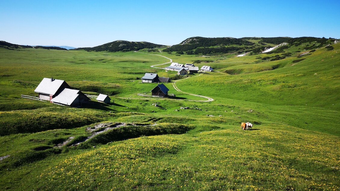 Eine ruhige Landschaft mit grünen Wiesen und verstreuten Hütten. Der Himmel ist klar und blau, und einige Kühe grasen in der Nähe. | © Naturpark Mürzer Oberland