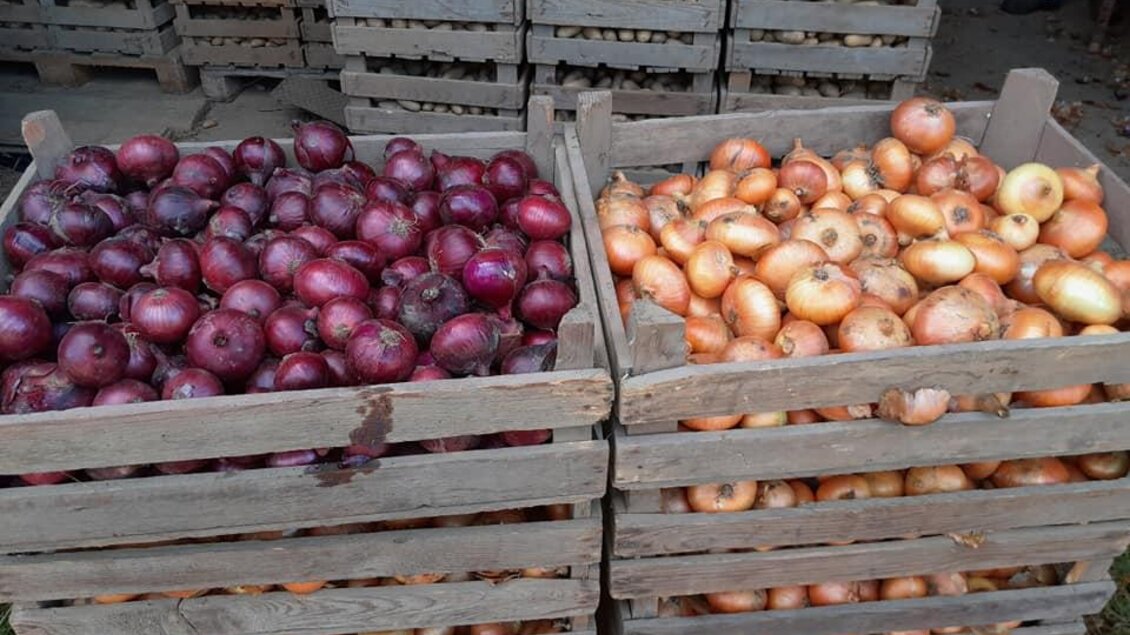 Ein Holzregal mit roten und gelben Zwiebeln. Die Zwiebeln sind ordentlich gestapelt und zeigen frische Farben. | © Moar in Niederdorf