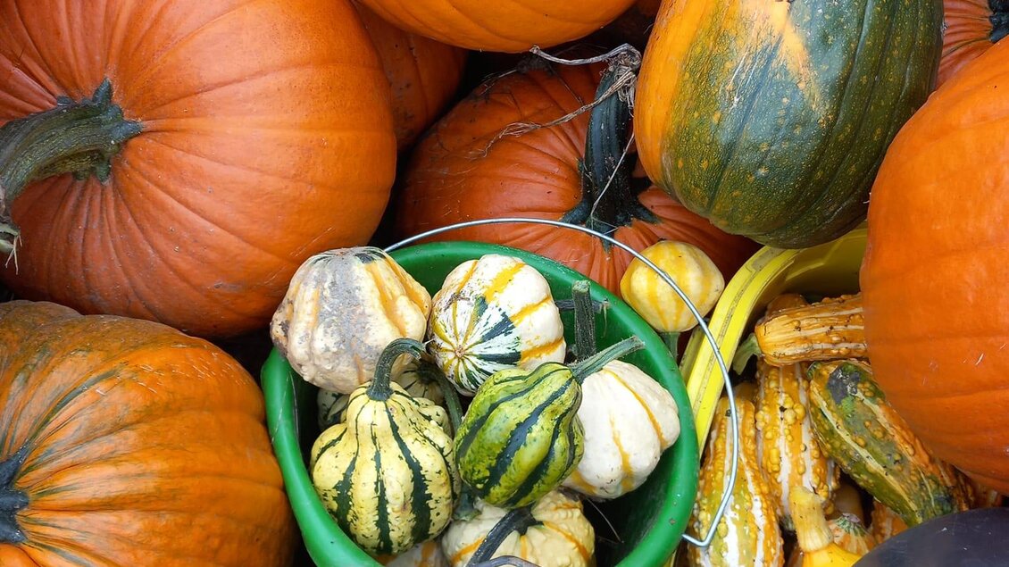 Eine Ansammlung von Kürbissen in verschiedenen Größen und Farben. Im Vordergrund befinden sich einige kleine, bunte Kürbisse in einem grünen Korb. | © Moar in Niederdorf