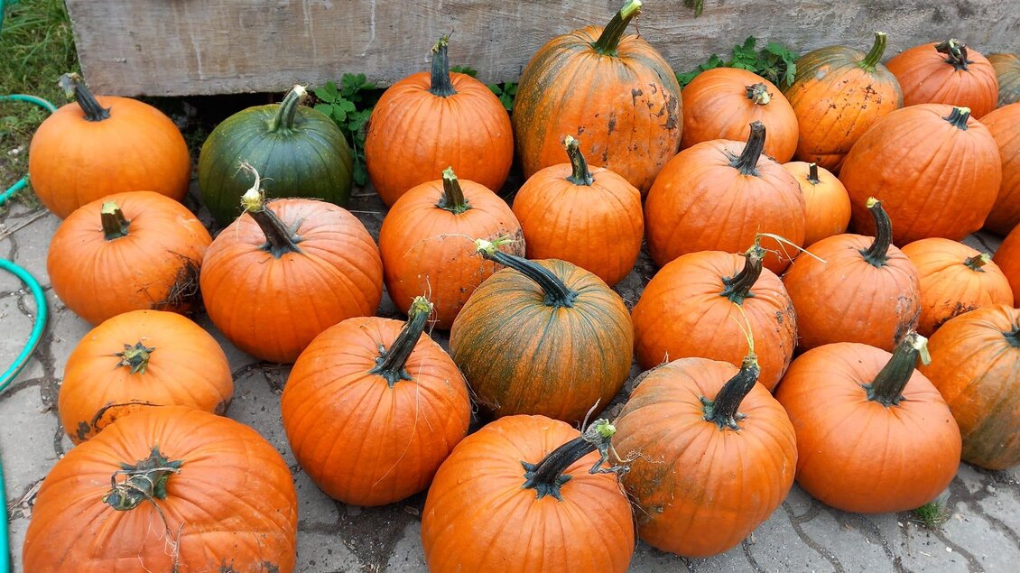 Eine Ansammlung von leuchtend orangefarbenen Kürbissen liegt auf dem Boden. Einige Kürbisse sind unterschiedlich groß und es gibt auch einen grünen Kürbis. | © Moar in Niederdorf