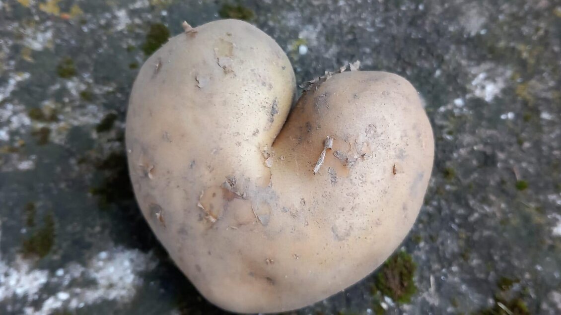 Eine herzförmige Kartoffel liegt auf einem grauen Untergrund. Der Boden ist mit grünem Moos und kleinen Flecken bedeckt. | © Moar in Niederdorf
