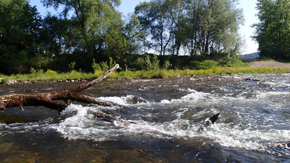 Ein ruhiger Fluss mit klarem Wasser und einem umgestürzten Baumstamm. Im Hintergrund sind grüne Bäume und ein blauer Himmel zu sehen. | © Anita Fössl