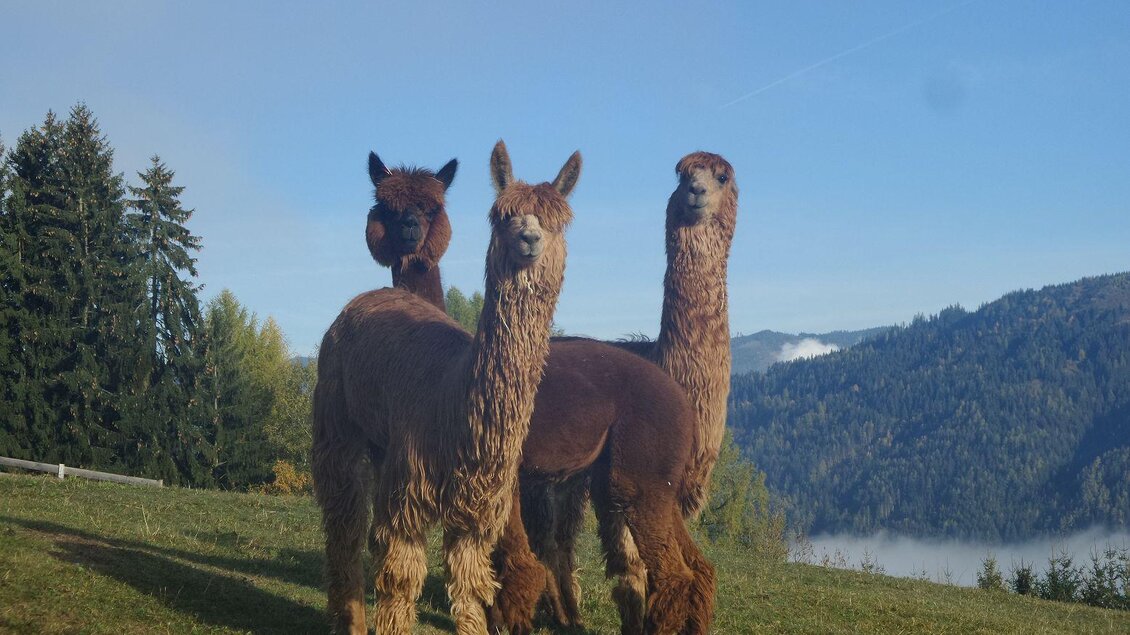 MurtalAlpaka-Alpakas2-Murtal-Steiermark | © Murtal Alpaka