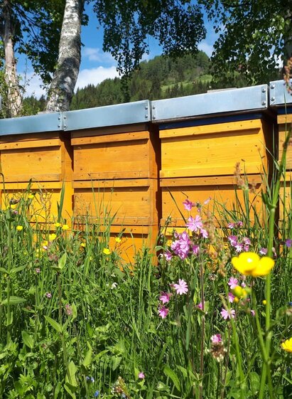 Bienenhof Moder Bienenstöcke | Wolfgang Moder | © Murtaler Bienenhof