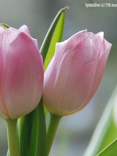 Symbolfoto_Tulpen | © TVB Ausseerland - Salzkammergut_Pirker
