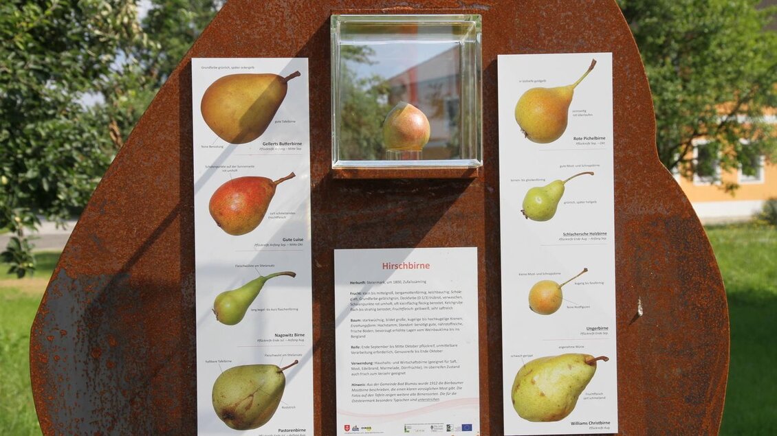 Ein Informationsstand mit verschiedenen Sorten von Birnen. In der Mitte ist eine vergrößerte Birne in einem Glasdisplay. | © Kurkommission Bad Blumau