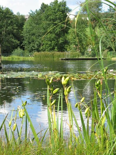 Natural swimming pond Gruber_Pond with jetty_Eastern Styria | © Naturbadeteich Gruber