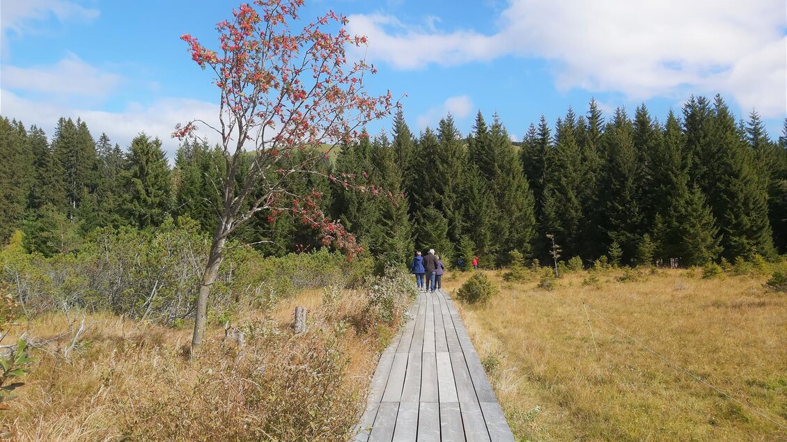 Moorlehrpfad_Wald und Steg_Oststeiermark | © Tourismusverband Oststeiermark