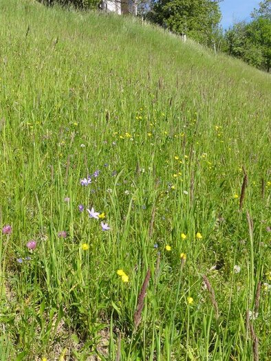 Nature jewel_Meadow landscape_Eastern Styria | © Naturjuwel Pöllauberg