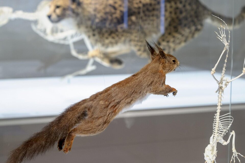 Natural History Museum - Impression #1 | © UMJ-N. Lackner