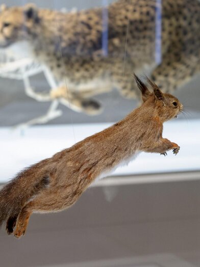 Präpariertes Eichhörnchen im Naturkundemuseum Graz | © UMJ-N. Lackner | © UMJ-N. Lackner