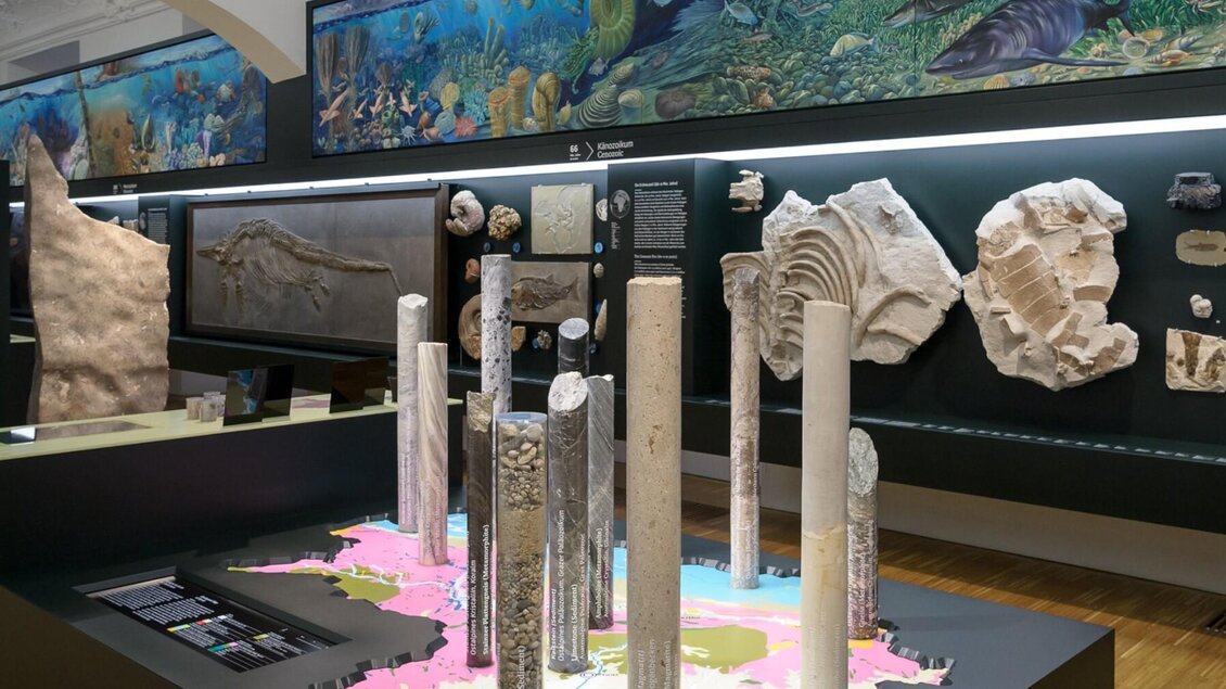 Fossilien und Gesteinskerne aus der Steiermark im Naturkundemuseum Graz. | © UMJ-N. Lackner