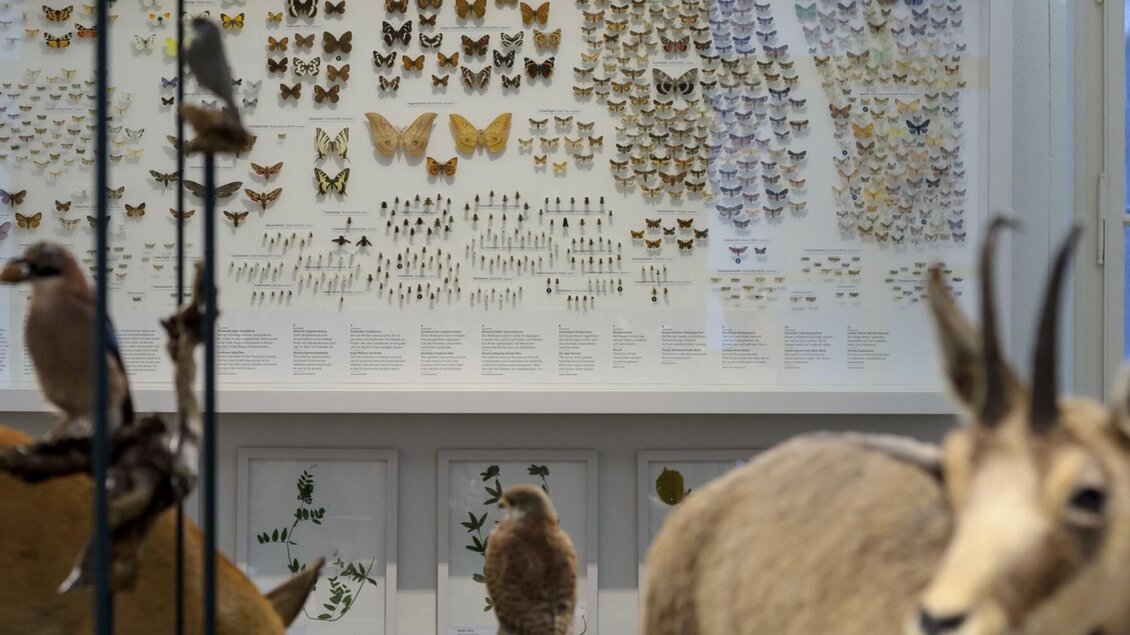Präparate von Tieren und Insekten in einer Ausstellung im Naturkundemuseum Graz. | © UMJ-N. Lackner