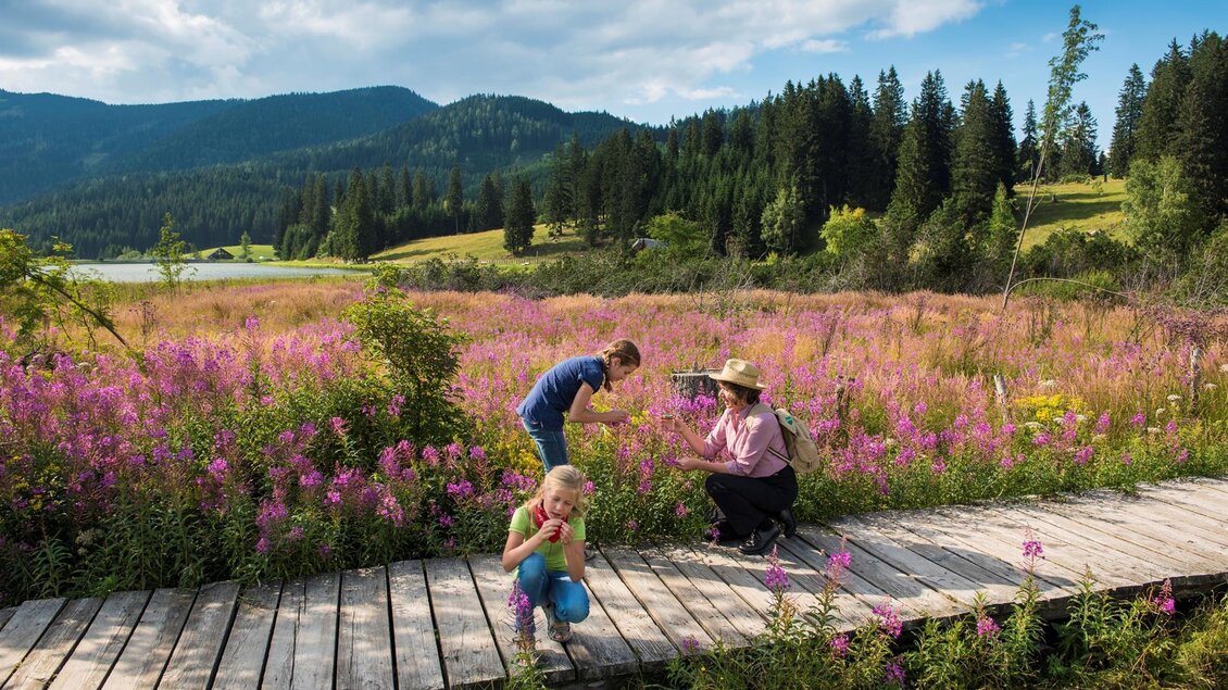 Eine Familie erkundet eine blühende Wiese mit lila Blumen. Im Hintergrund sind Berge und ein blauer Himmel zu sehen. | © Naturpark Almenland