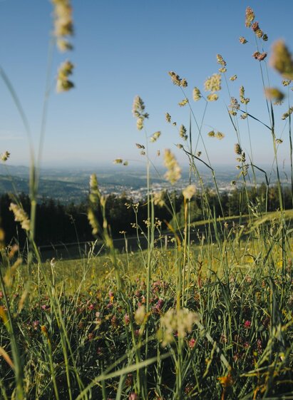 Jürgen Rausch-Schott | TV Südsteiermark | © Lupi Spuma