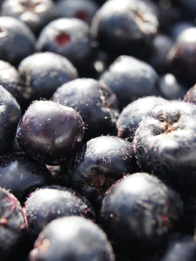 Nickls Aronai_Berries_Eastern Styria | © Nickl's Aronia | Anna Reith | © Nickl's Aronia