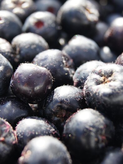 Nickls Aronai_Berries_Eastern Styria | © Nickl's Aronia