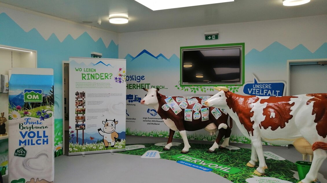 Ein Raum mit einem landwirtschaftlichen Thema, in dem zwei Kuhfiguren stehen. Es gibt Werbematerialien für Milchprodukte und Informationen über Rinder. | © Obersteirische Molkerei
