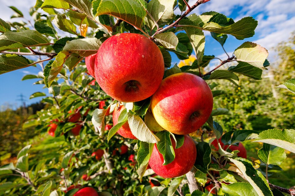 Obst- und Weinbau Grillbauer - Impression #1 | © TV Region Graz-Harry Schiffer