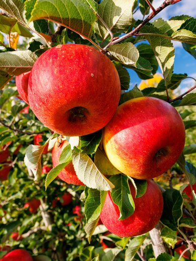 Rote Äpfel hängen an einem Baum voller grüner Blätter. Der Himmel ist blau mit einigen Wolken. | © TV Region Graz-Harry Schiffer
