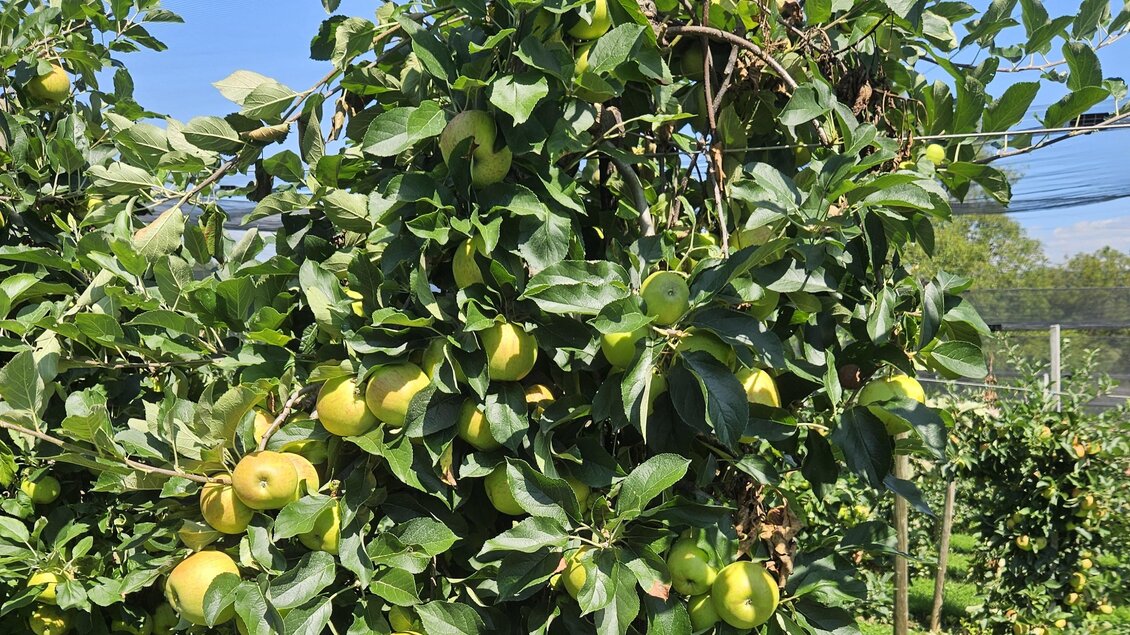 Ein Apfelbaum mit reifen, gelben Äpfeln. Die Umgebung ist grün und sonnig. | © Ulrich Gantschnigg