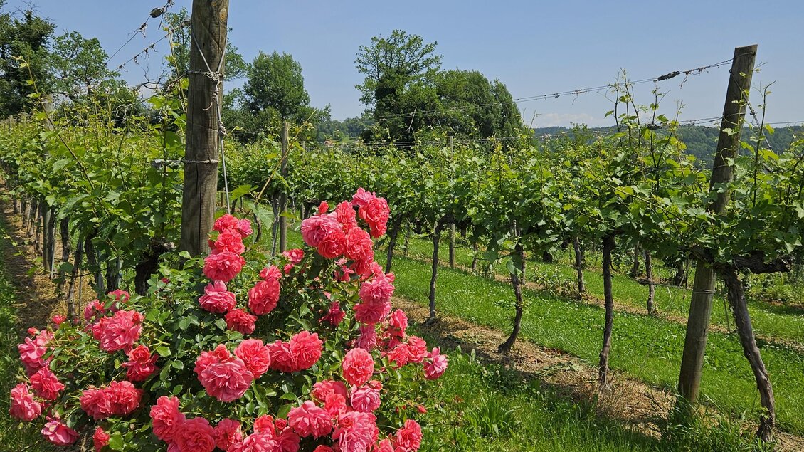 Ein Weinberg mit grünen Reben und blühenden rosa Rosen im Vordergrund. Die Szene strahlt eine ruhige, ländliche Atmosphäre aus. | © Ulrich Gantschnigg