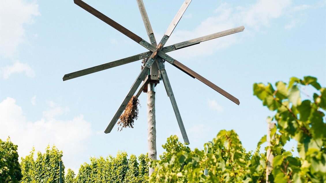 Weingarten Wiedersilli | © Familie Müller