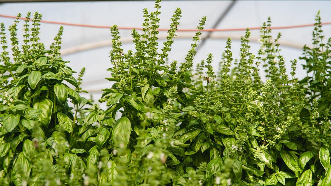 Frisches Basilikum mit grünen Blättern und blühenden Stängeln. Die Pflanzen wachsen in einem Gewächshaus. | © AMA GENUSS REGION - Mias Photoart