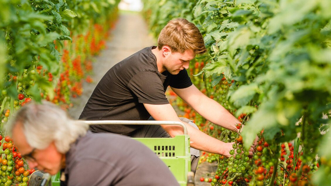Zwei Männer ernten Tomaten in einem Gewächshaus. Sie sind umgeben von grünen Pflanzen und roten Früchten. | © AMA GENUSS REGION - Mias Photoart