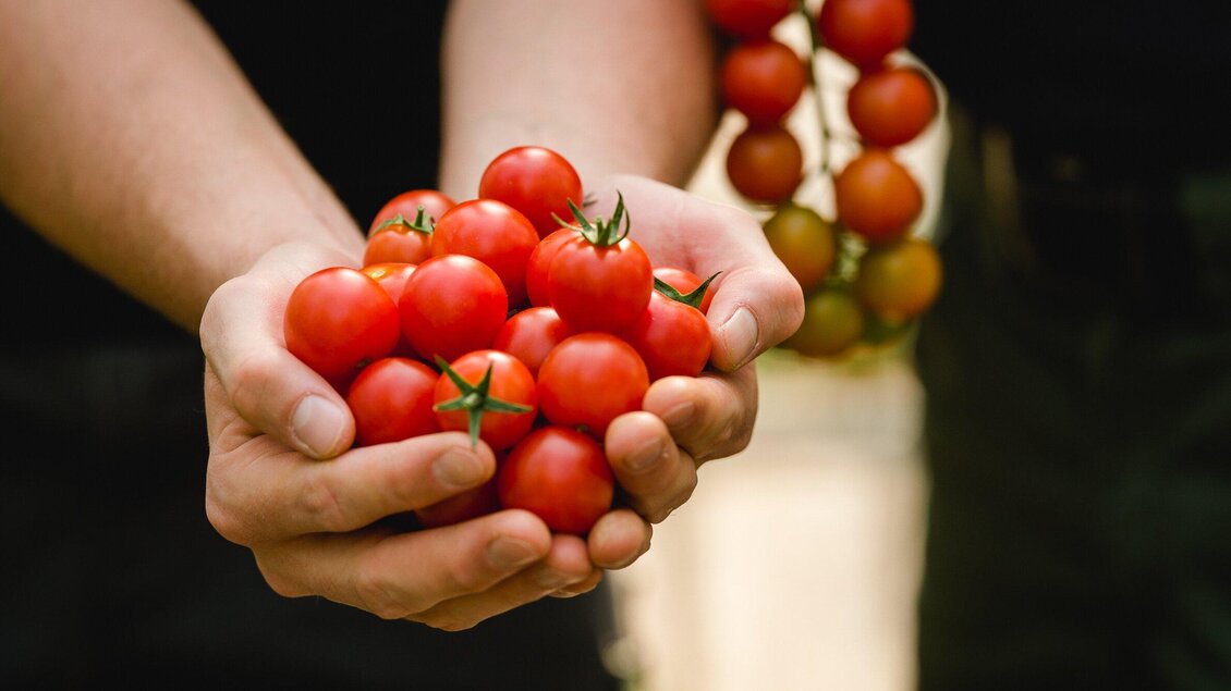 Frische rote Kirschtomaten in zwei Händen gehalten. Im Hintergrund sind weitere Tomaten sichtbar. | © AMA GENUSS REGION - Mias Photoart