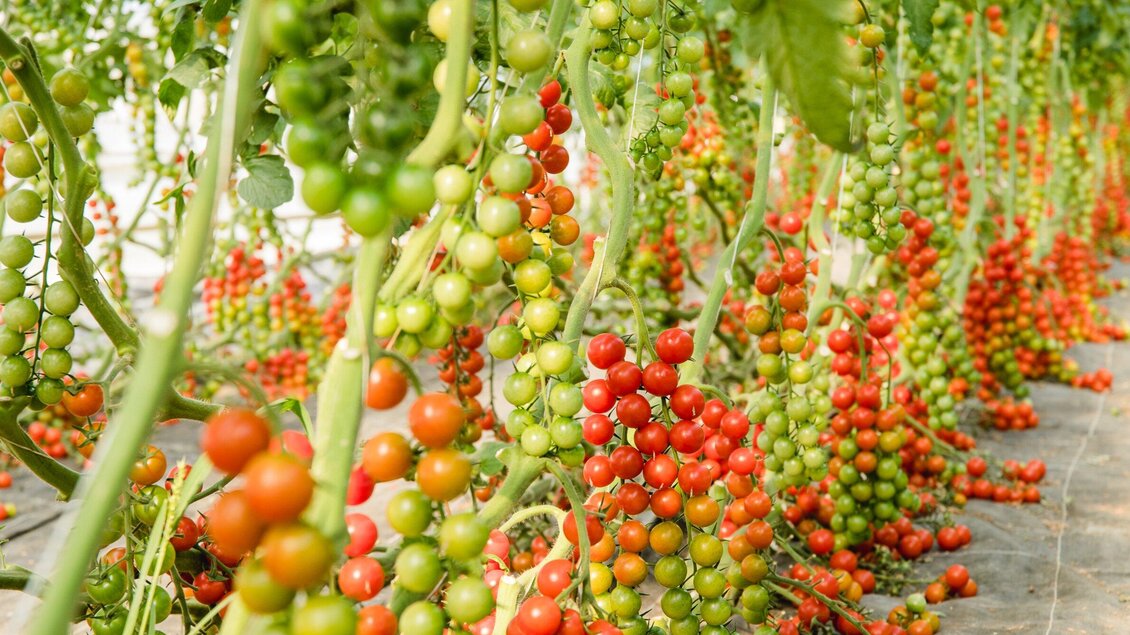 Ein Gewächshaus voller Tomatenpflanzen. Die Reben sind mit grünen, roten und orangefarbenen Tomaten bedeckt. | © AMA GENUSS REGION - Mias Photoart