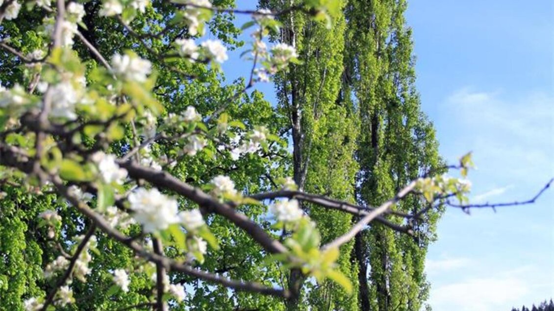 Ein gelbes Haus umgeben von Bäumen und blühenden Äpfelbäumen. Im Hintergrund sind weitere Gebäude und ein klarer blauer Himmel zu sehen. | © Helga & Robert | Panoramaschenke Kure