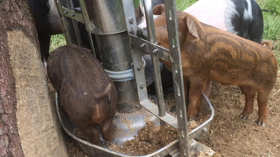 Vier kleine Schweine fressen aus einem Futternapf. Im Hintergrund sind einige Bäume und Gras zu sehen. | © Panoramaturm - Wollschweinwanderung Garber