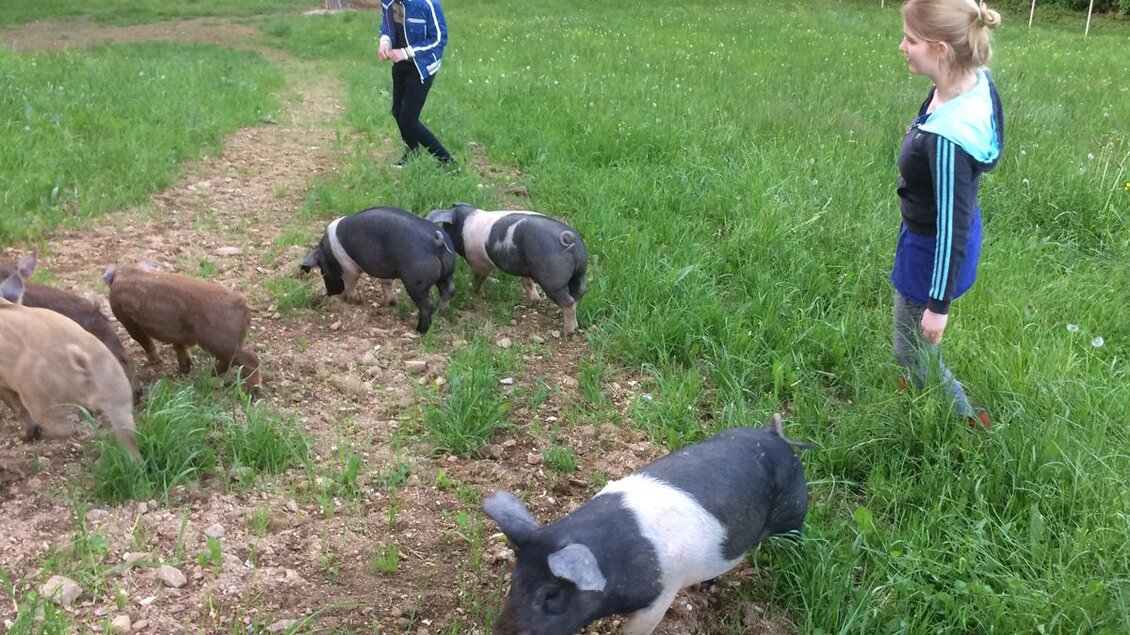 Eine Person führt eine Gruppe von Schweinen über eine Wiese. Im Hintergrund sind ein anderer Mensch und grüne Bäume zu sehen. | © Panoramaturm - Wollschweinwanderung Garber