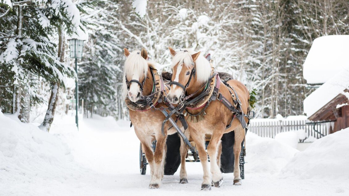 Zwei Pferde stehen vor einer verschneiten Winterlandschaft. Im Hintergrund sind Bäume und Gebäude zu sehen. | © Pferdefreunde Zloam - www.pferdefreunde-zloam.at