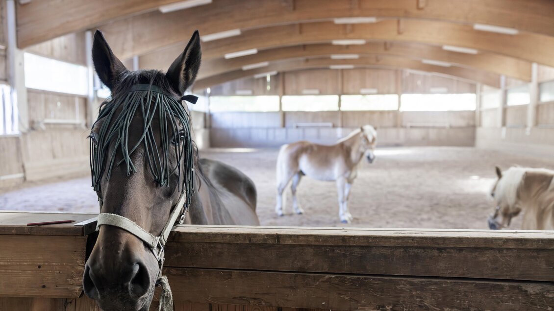 Reitabenteuer Reithalle Narzissendorf Zloam (6) | © www.zloam.at