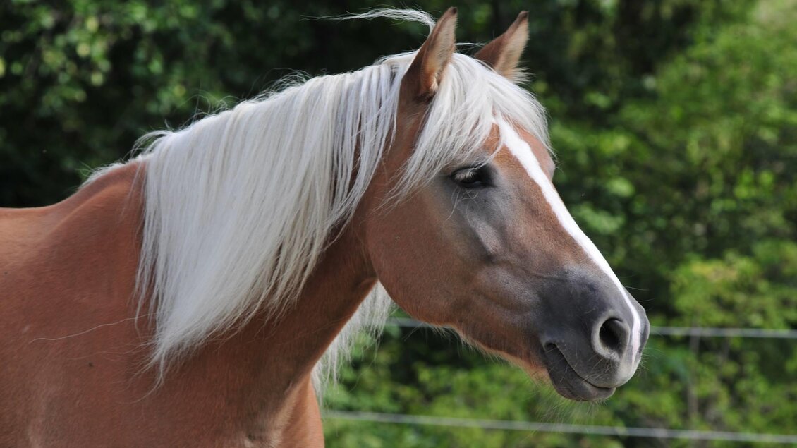Pferdehof Heiling_Pferd _Oststeiermark | © Pferdehof Heiling