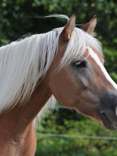 Horse farm Heiling_Horse_Eastern Styria | © Pferdehof Heiling