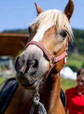 Reiten | © Tourismusverband Murau | Tom Lamm | © Tourismusverband Murau