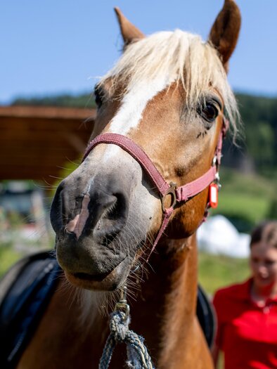 Reiten | © Tourismusverband Murau