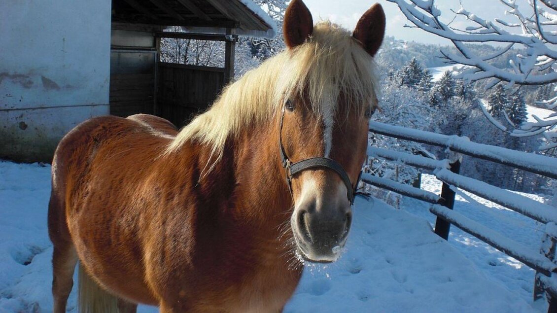 In der Winterlandschaft | © Pferdehof Leber