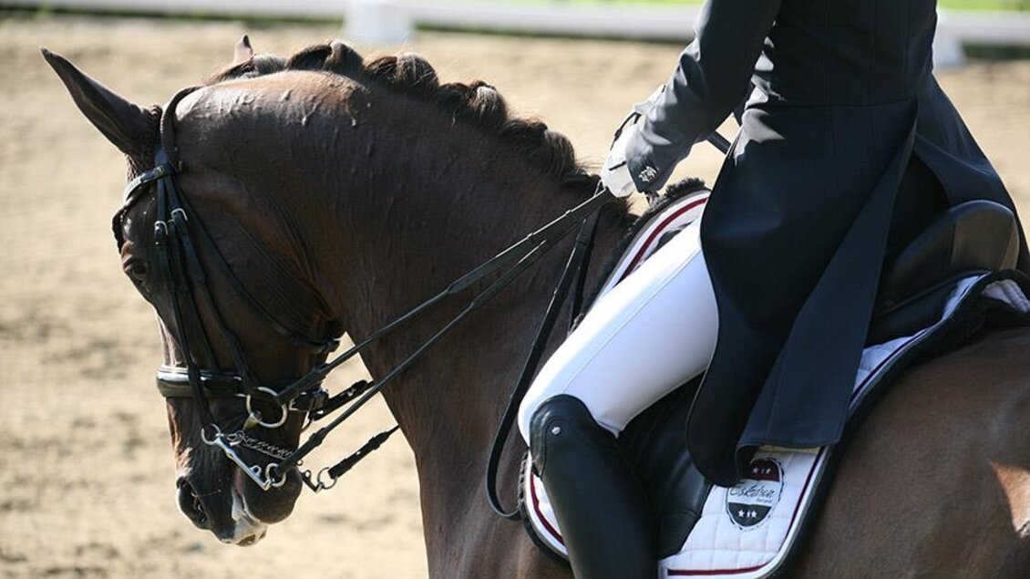 Pferdehof Pölzer_Dressurreiter_Oststeiermark | © Pferdehof Pölzler