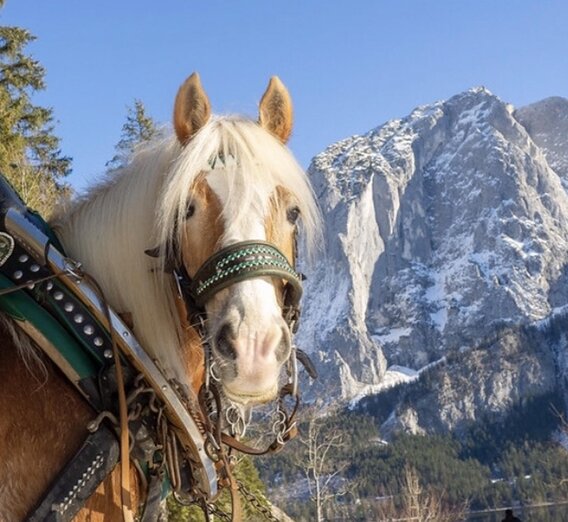 Thomas Raich, Altaussee, Horse | © Thomas Raich | Thomas Raich | © Thomas Raich