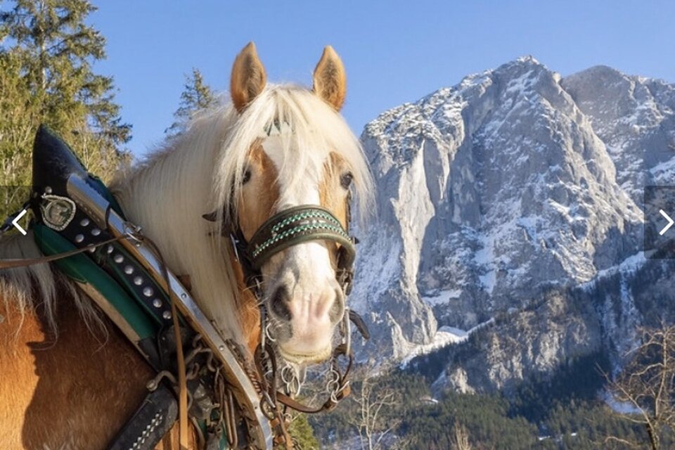 Horse carriage rides Raich - Impression #1 | © Thomas Raich