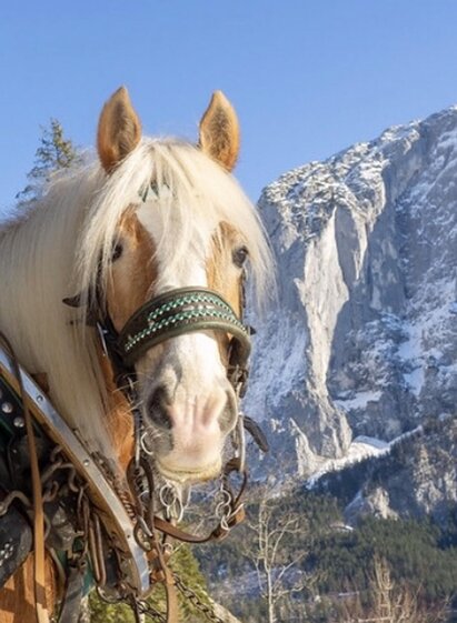 Thomas Raich, Altaussee, Pferd | Thomas Raich | © Thomas Raich